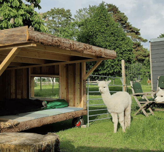 hvid alpaca staar ved siden af et shelter