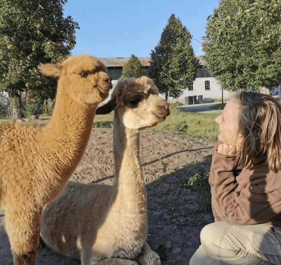 en dame snakker med to alpacaer i alpacacamp oplevelsesgave