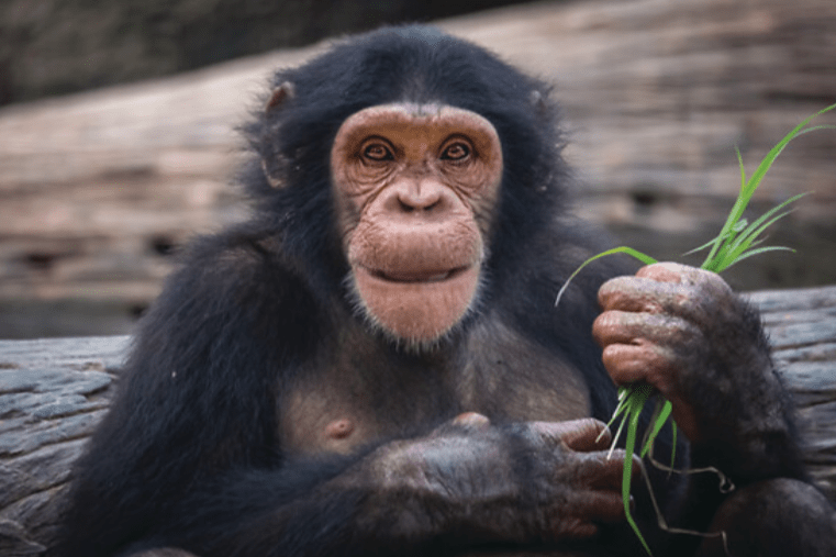 chimpanse