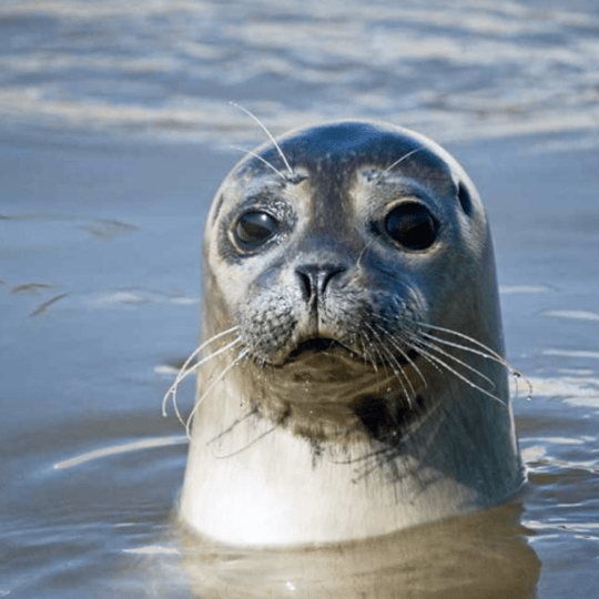 gavekort udendørs børn